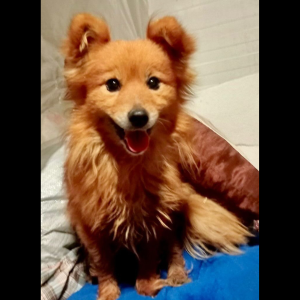 Sponsor Little Fox